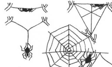 Какие особенности строения и поведения паука-крестовика Пауки и их виды